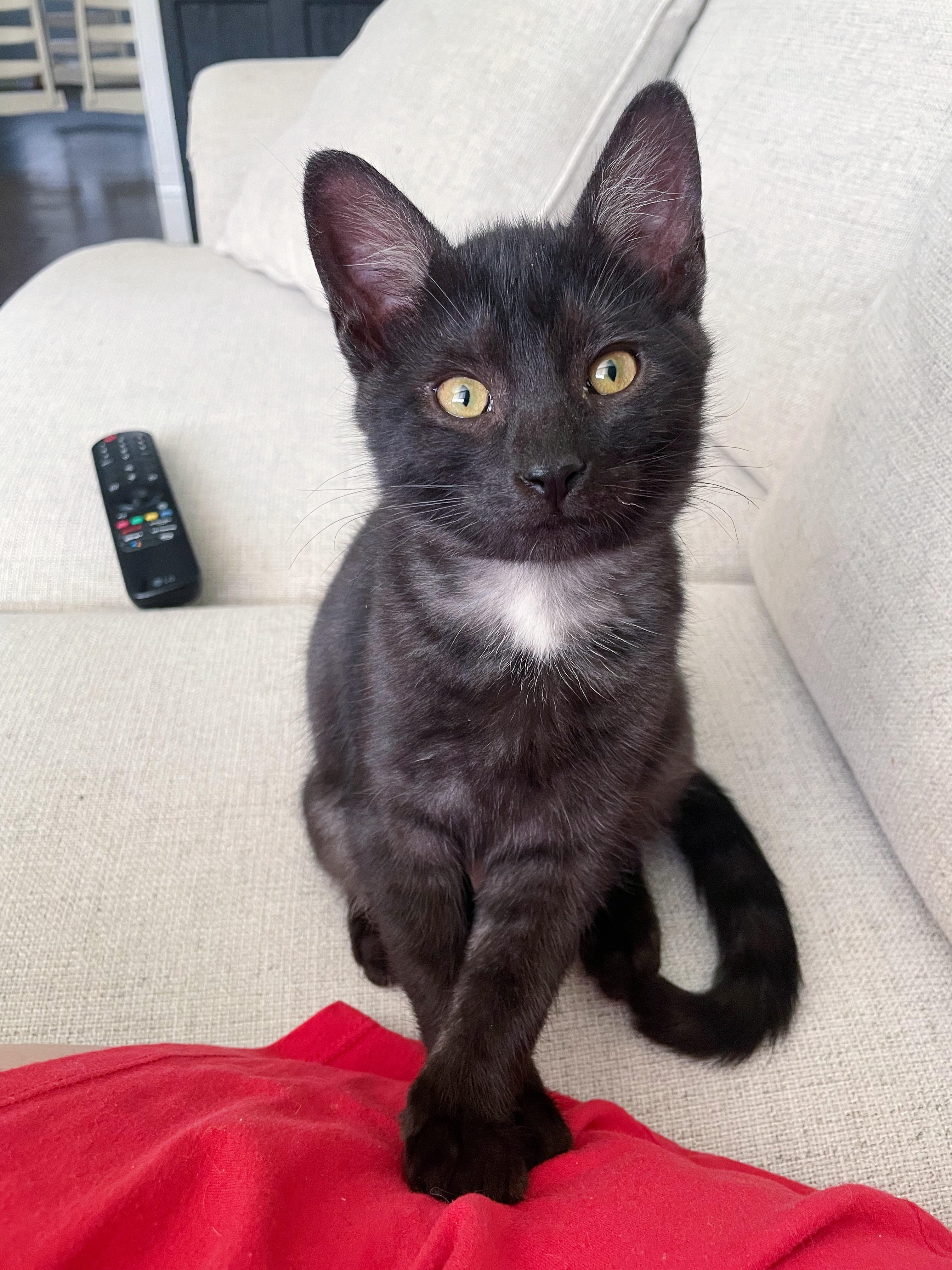 Fishlegs, Adoptable, Kitten Male Domestic Short Hair.