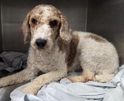 Enlarge Herc, a Adoptable Standard Poodle in Malvern, PA image 1/1