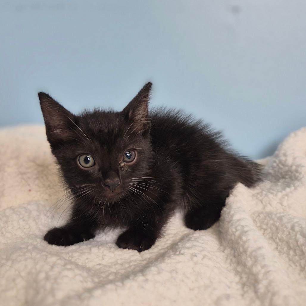 Forrero, Adoptable, Kitten Male Domestic Short Hair.