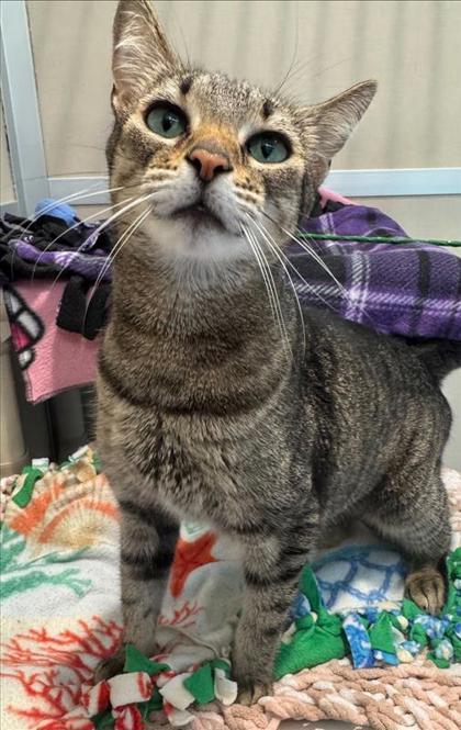 Enlarge Miso, a Adoptable mixed breed in Bellevue, WA image 1/3