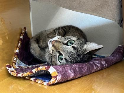 Enlarge Miso, a Adoptable mixed breed in Bellevue, WA image 2/3