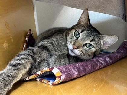 Enlarge Miso, a Adoptable mixed breed in Bellevue, WA image 3/3