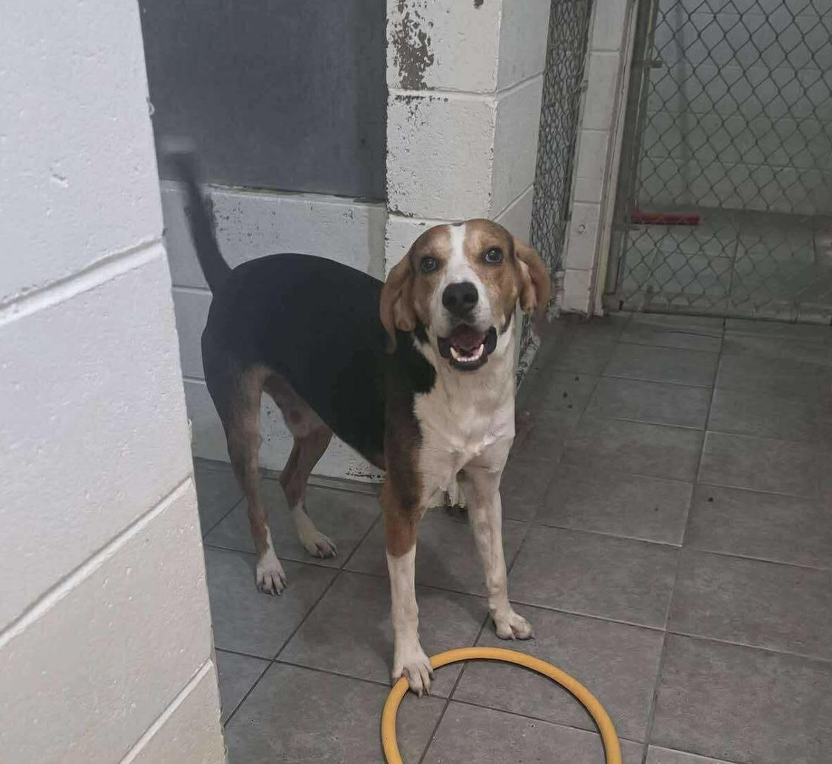 Brick — Tall, Dark & Hound-some!, an adoptable American Foxhound in Oconto, WI, 54153 | Photo Image 1