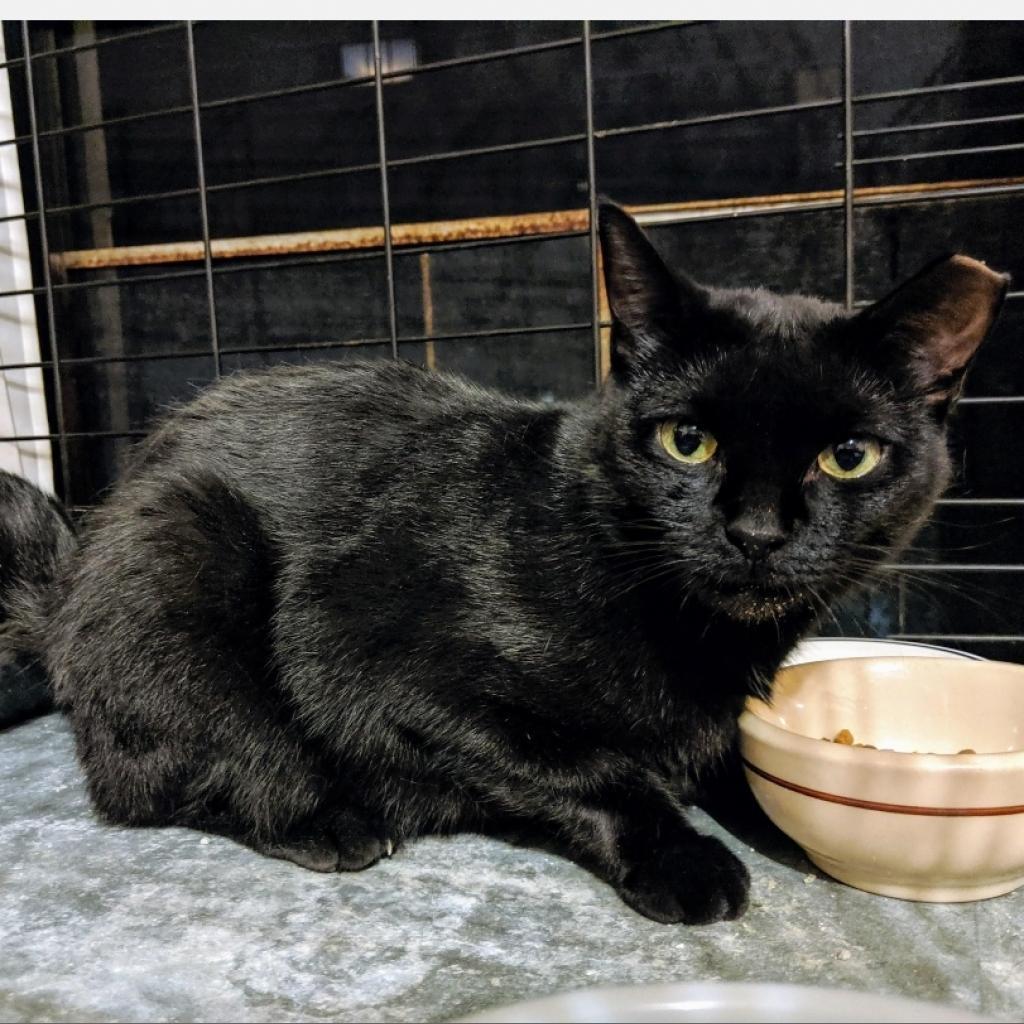 Styx, Adoptable, Senior Female Domestic Short Hair.