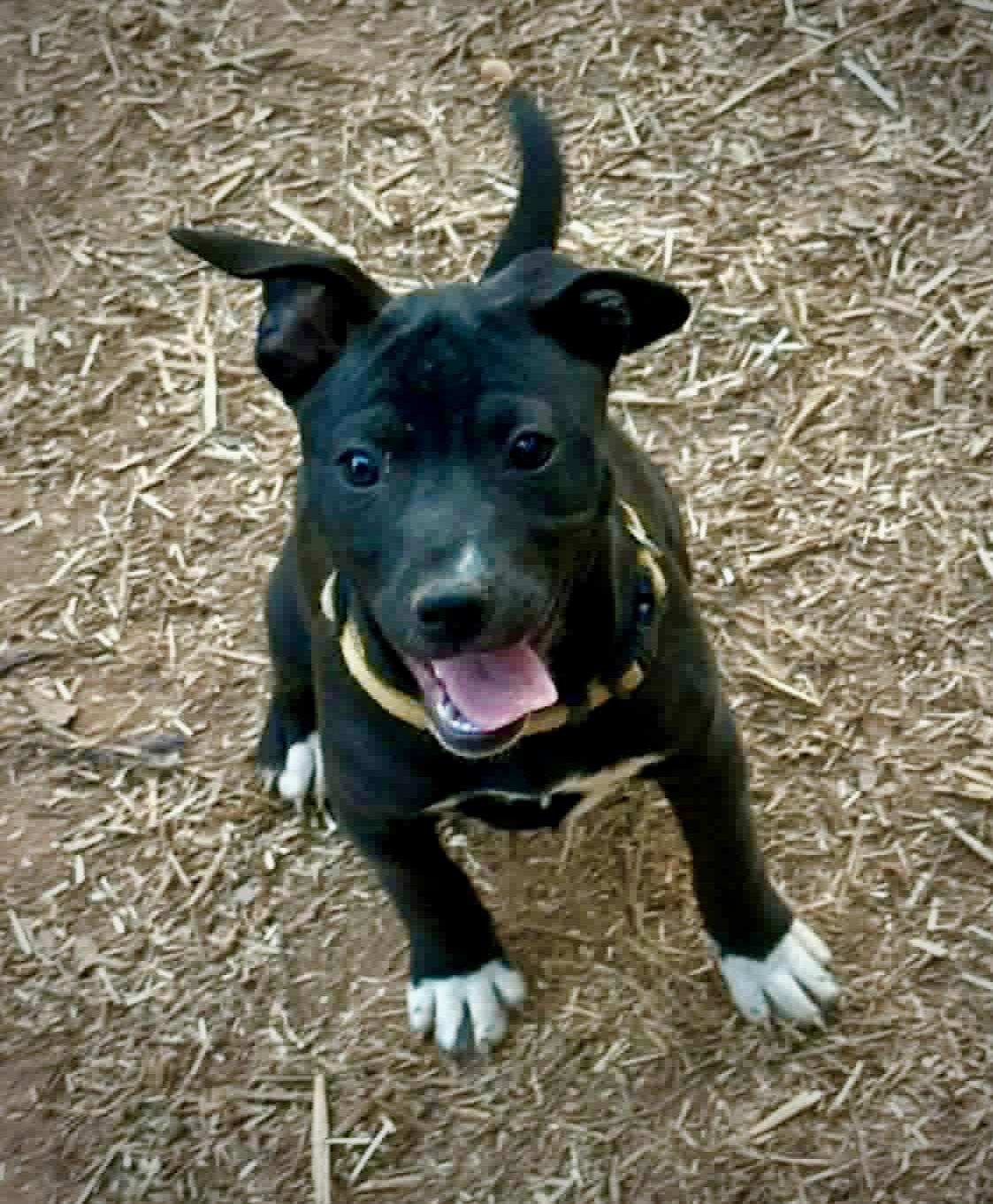 Raven, ADOPTABLE, Puppy Female Catahoula Leopard Dog.