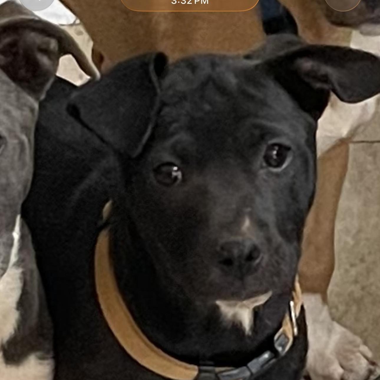 Raven, a ADOPTABLE mixed breed in Oxford, GA image 2/2