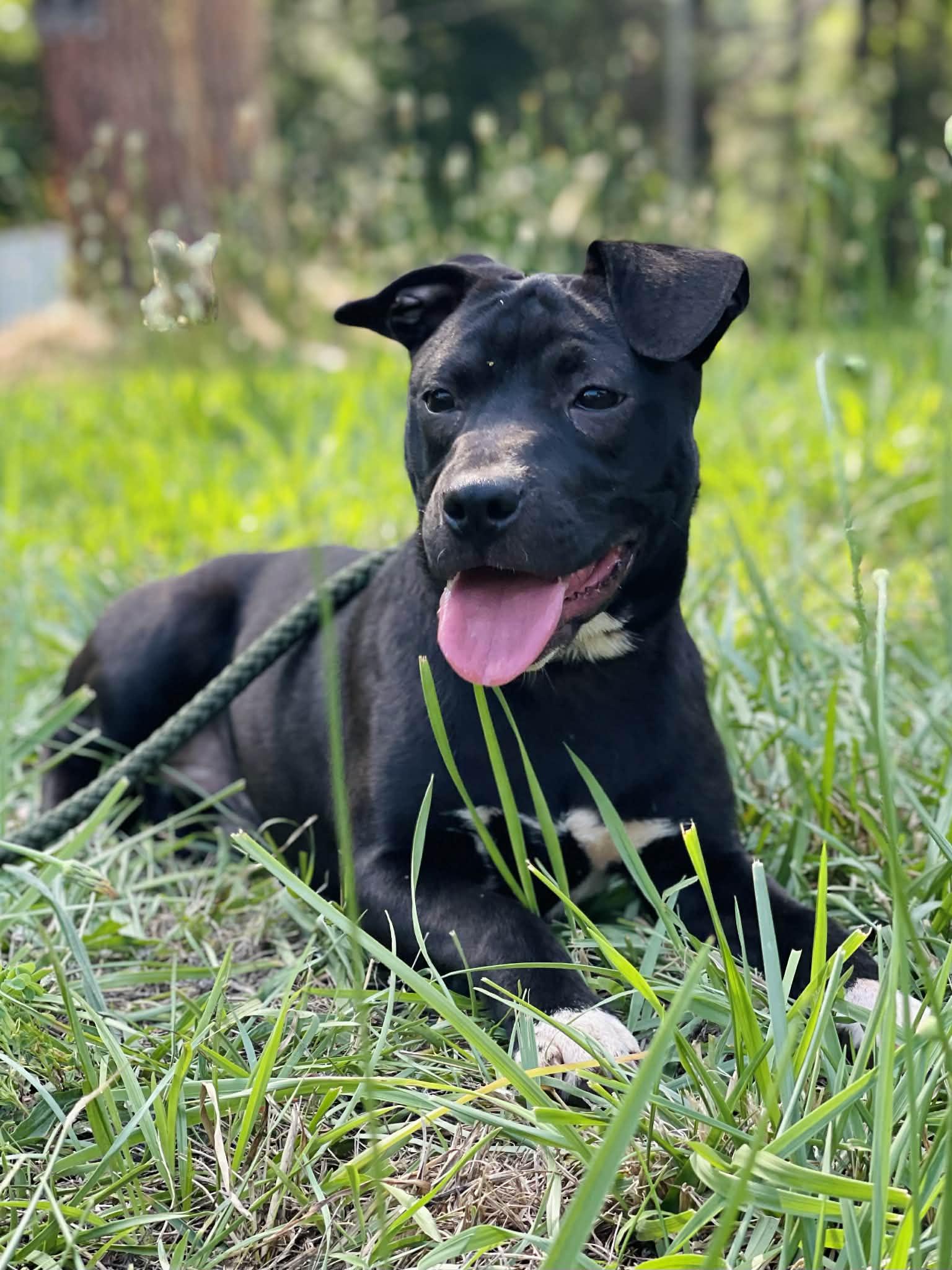 Enlarge Raven, a ADOPTABLE mixed breed in Oxford, GA image 2/3