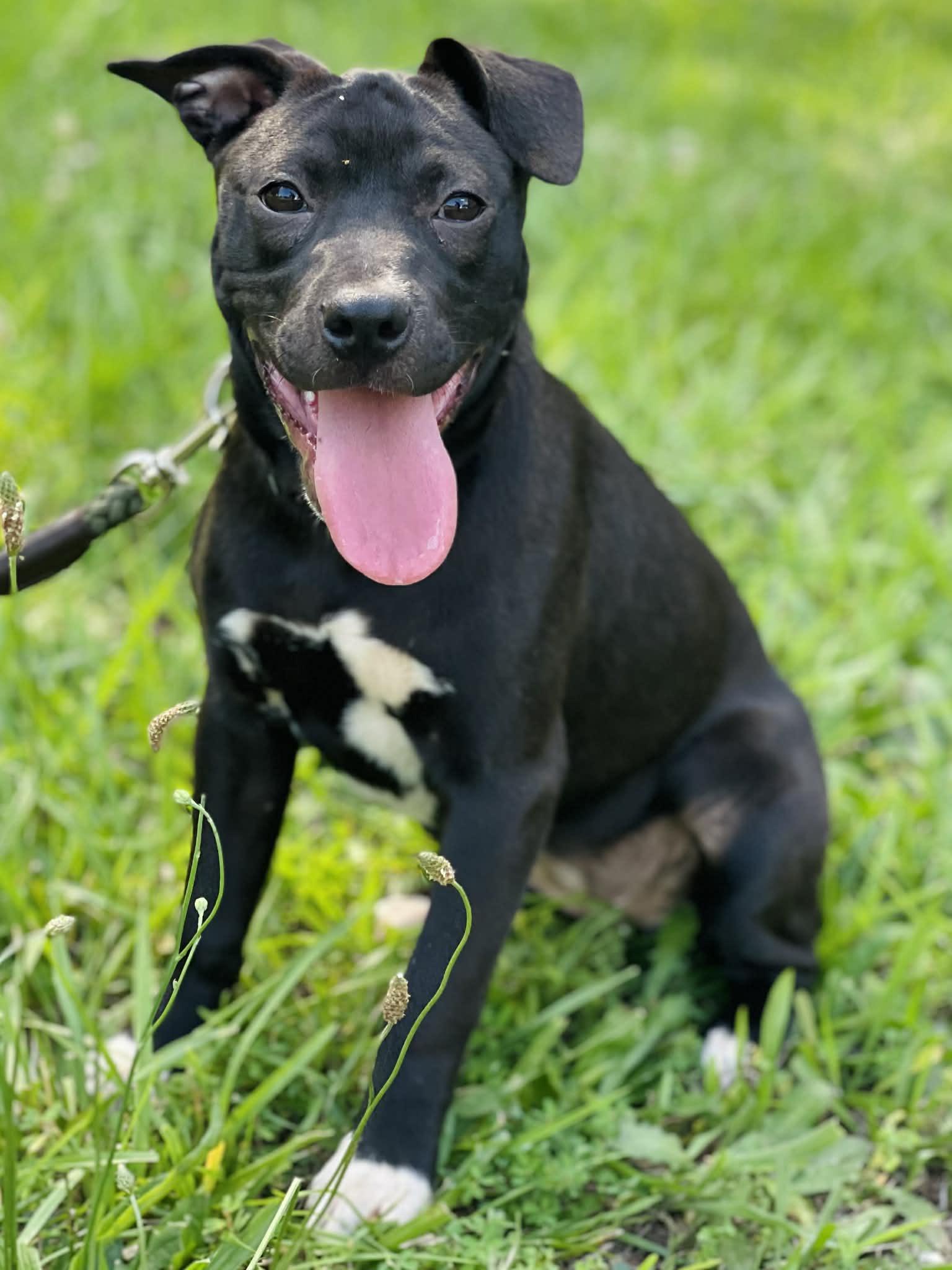 Raven, ADOPTABLE, Puppy Female Catahoula Leopard Dog.