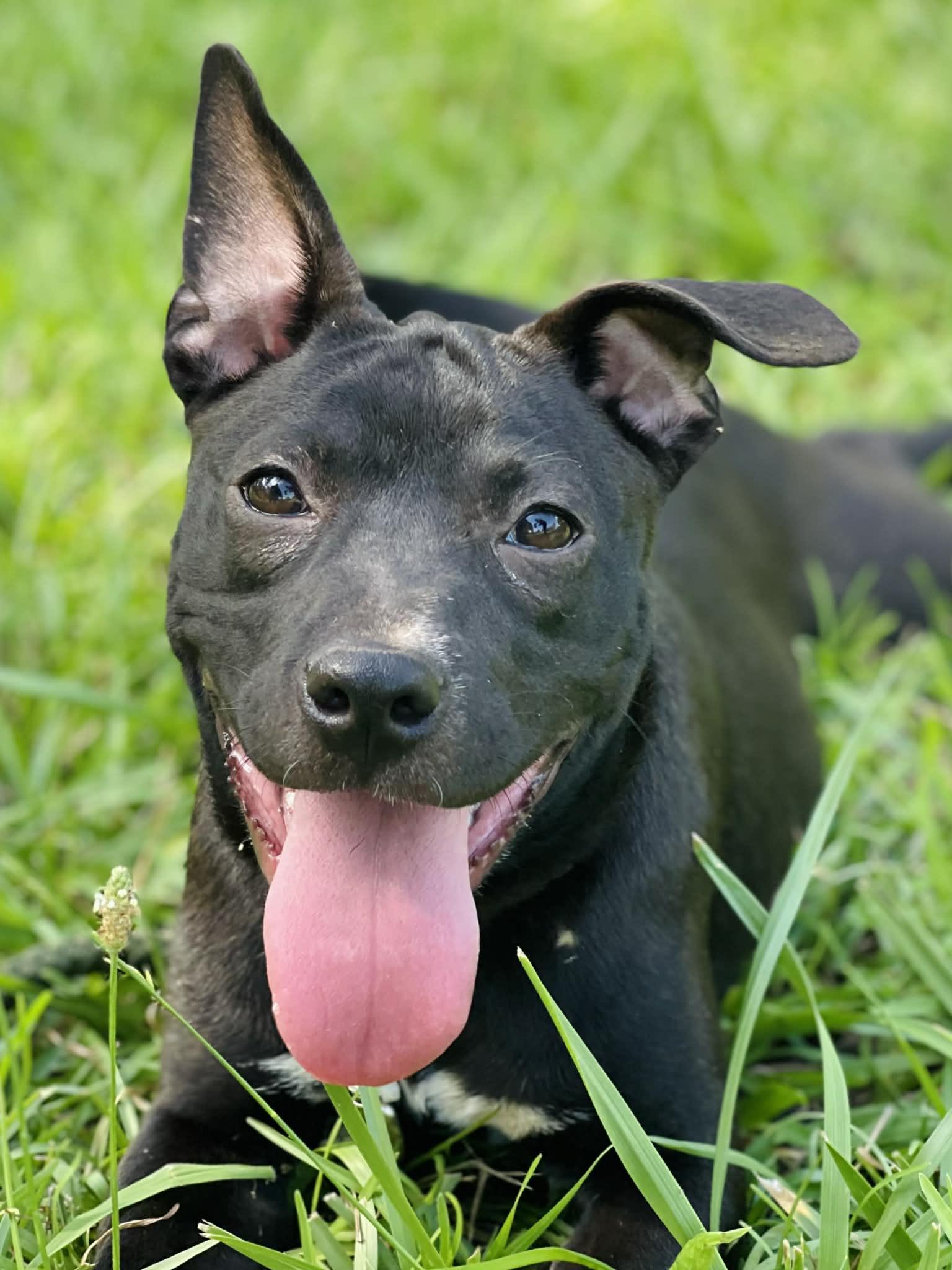 Enlarge Raven, a ADOPTABLE mixed breed in Oxford, GA image 3/3