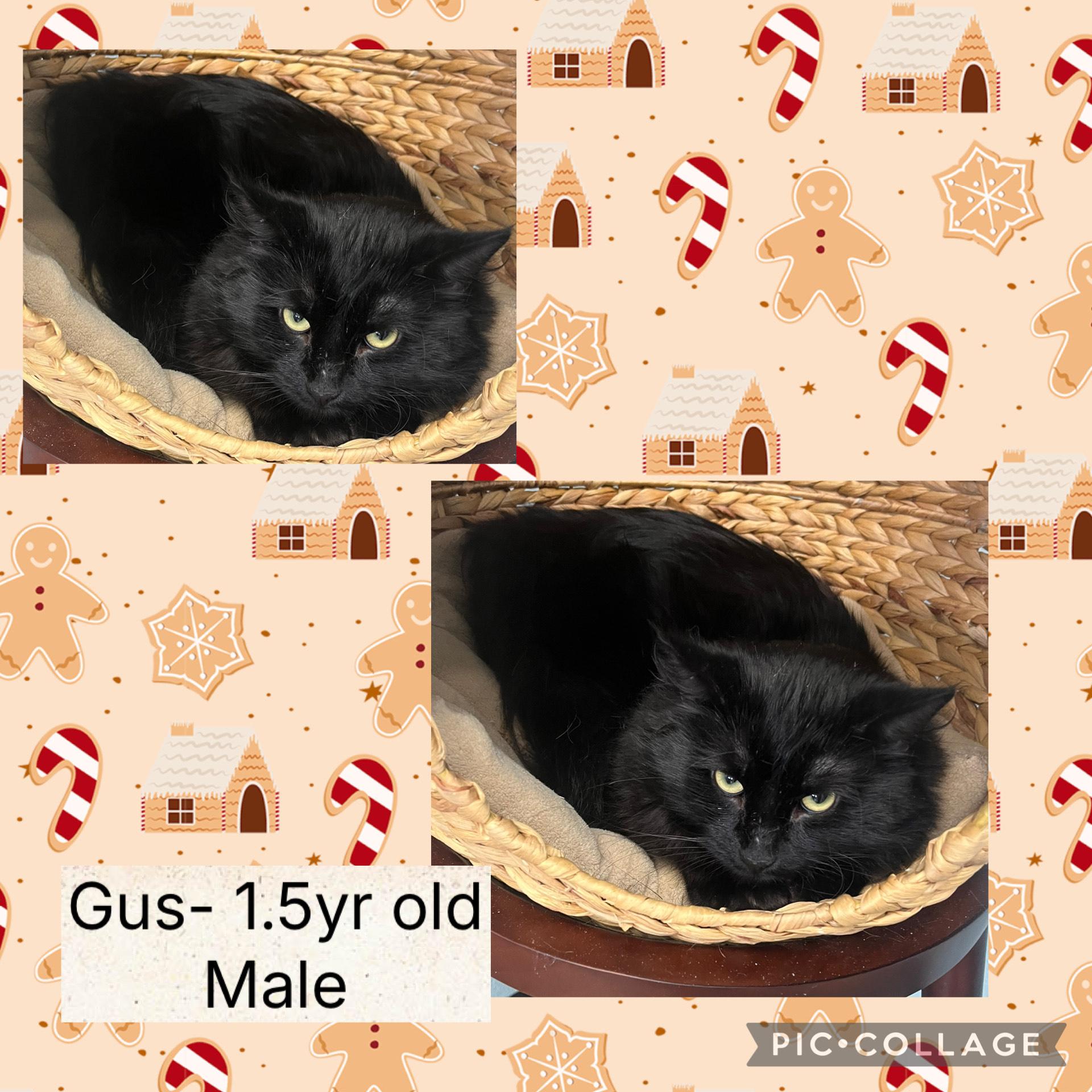 Gus, ADOPTABLE, Adult Male Domestic Long Hair.
