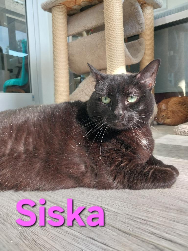 Siska, Adoptable, Adult Female Domestic Short Hair.