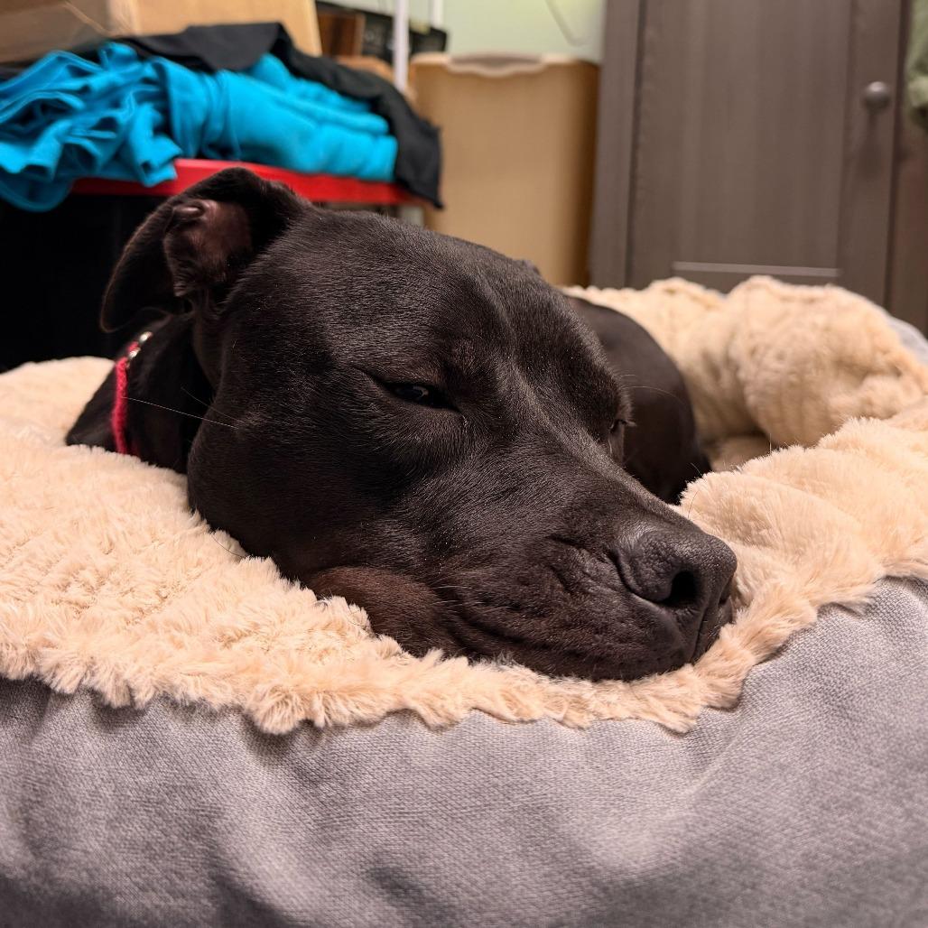 Eli, Adoptable, Adult Male Mixed Breed.