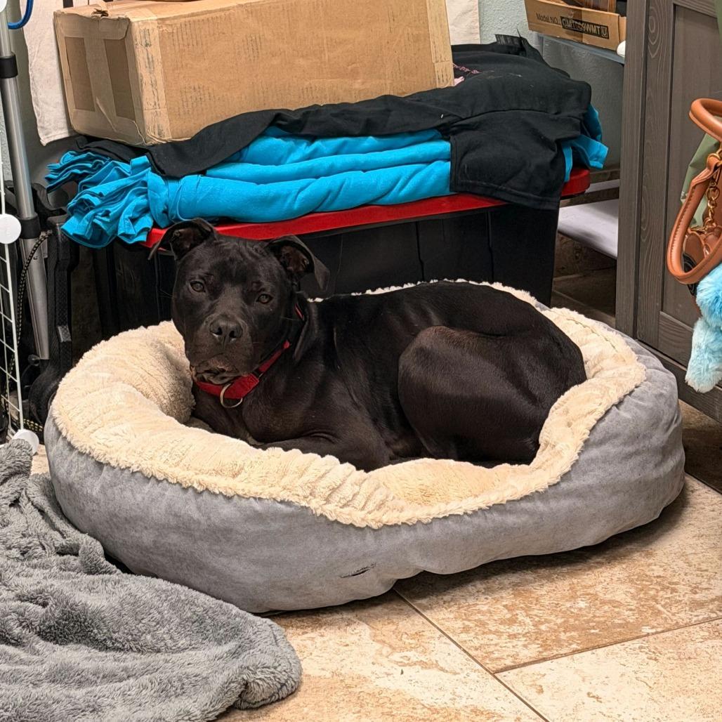 Enlarge Eli, a Adoptable Mixed Breed in Titusville, FL image 2/6