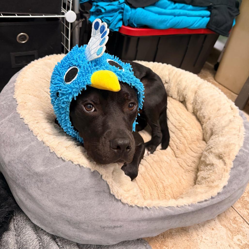 Enlarge Eli, a Adoptable Mixed Breed in Titusville, FL image 3/6