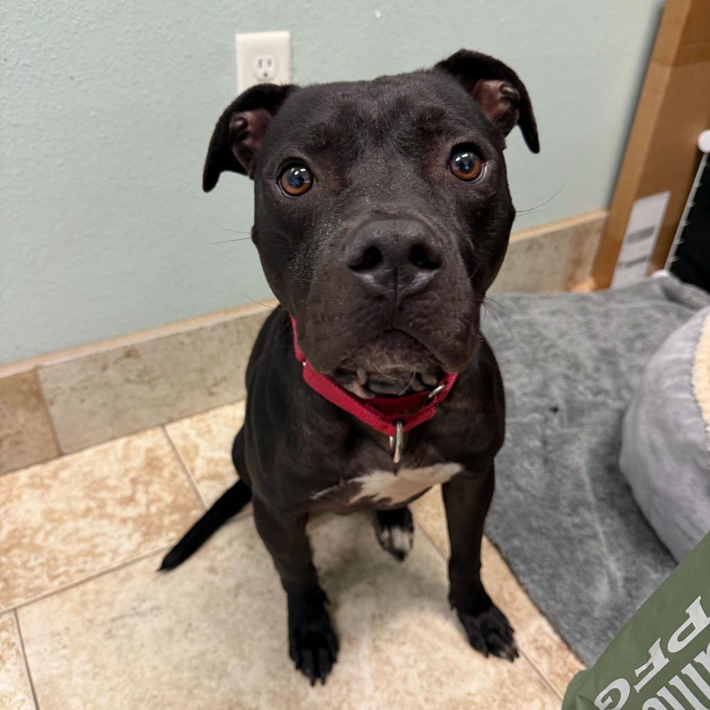 Enlarge Eli, a Adoptable Mixed Breed in Titusville, FL image 4/6