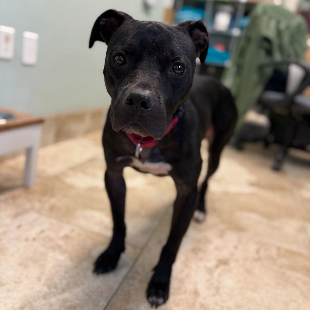 Enlarge Eli, a Adoptable Mixed Breed in Titusville, FL image 5/6