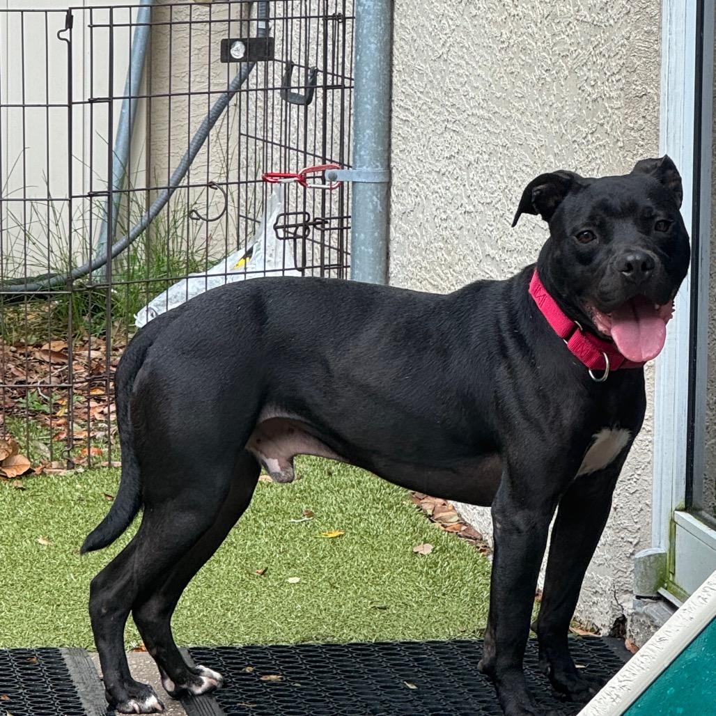 Enlarge Eli, a Adoptable Mixed Breed in Titusville, FL image 6/6