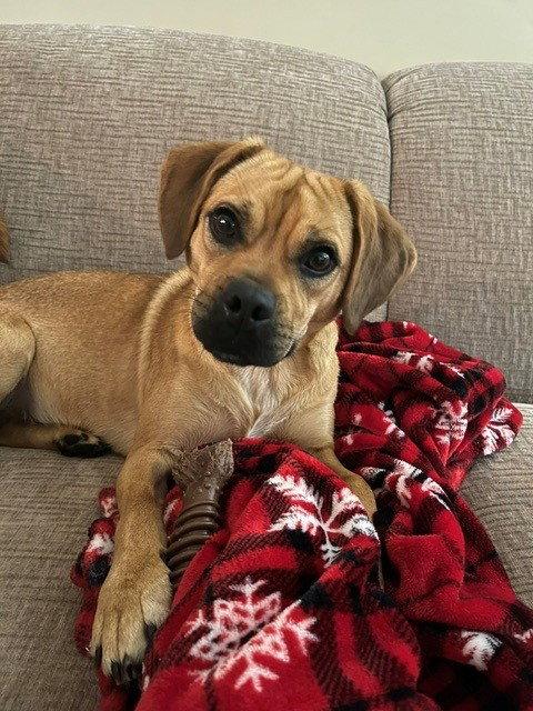 Nemo, Adopted, Young Male Pug & Beagle.