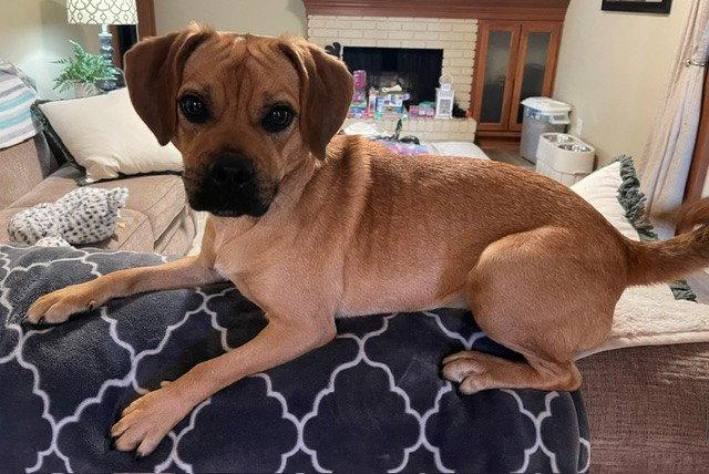 Enlarge Nemo, a Adopted mixed breed in Fort Wayne, IN image 2/3