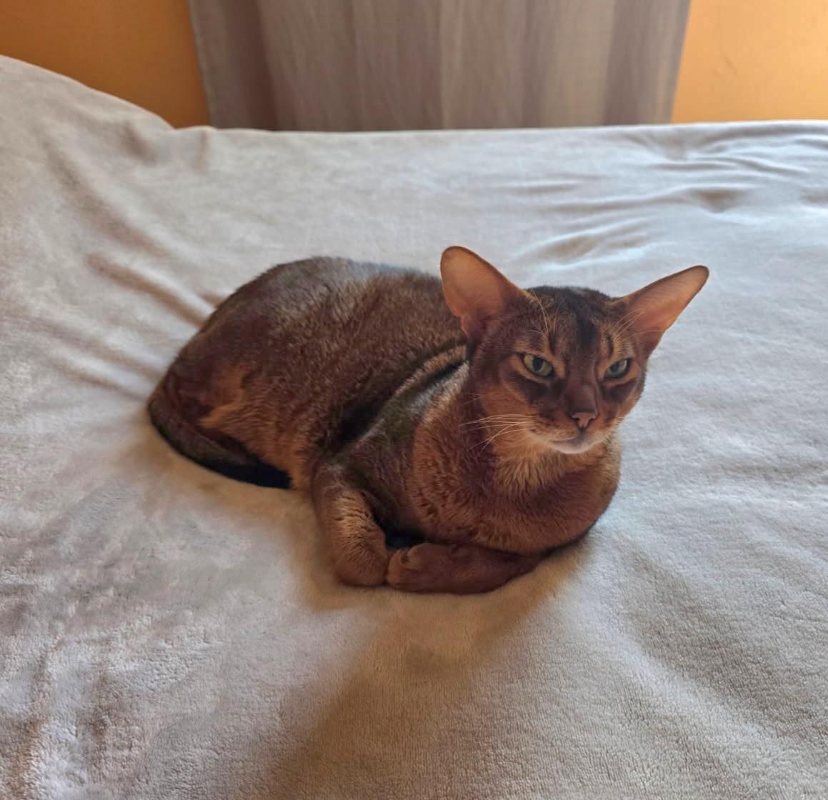 Prince, ADOPTABLE, Senior Male Abyssinian.
