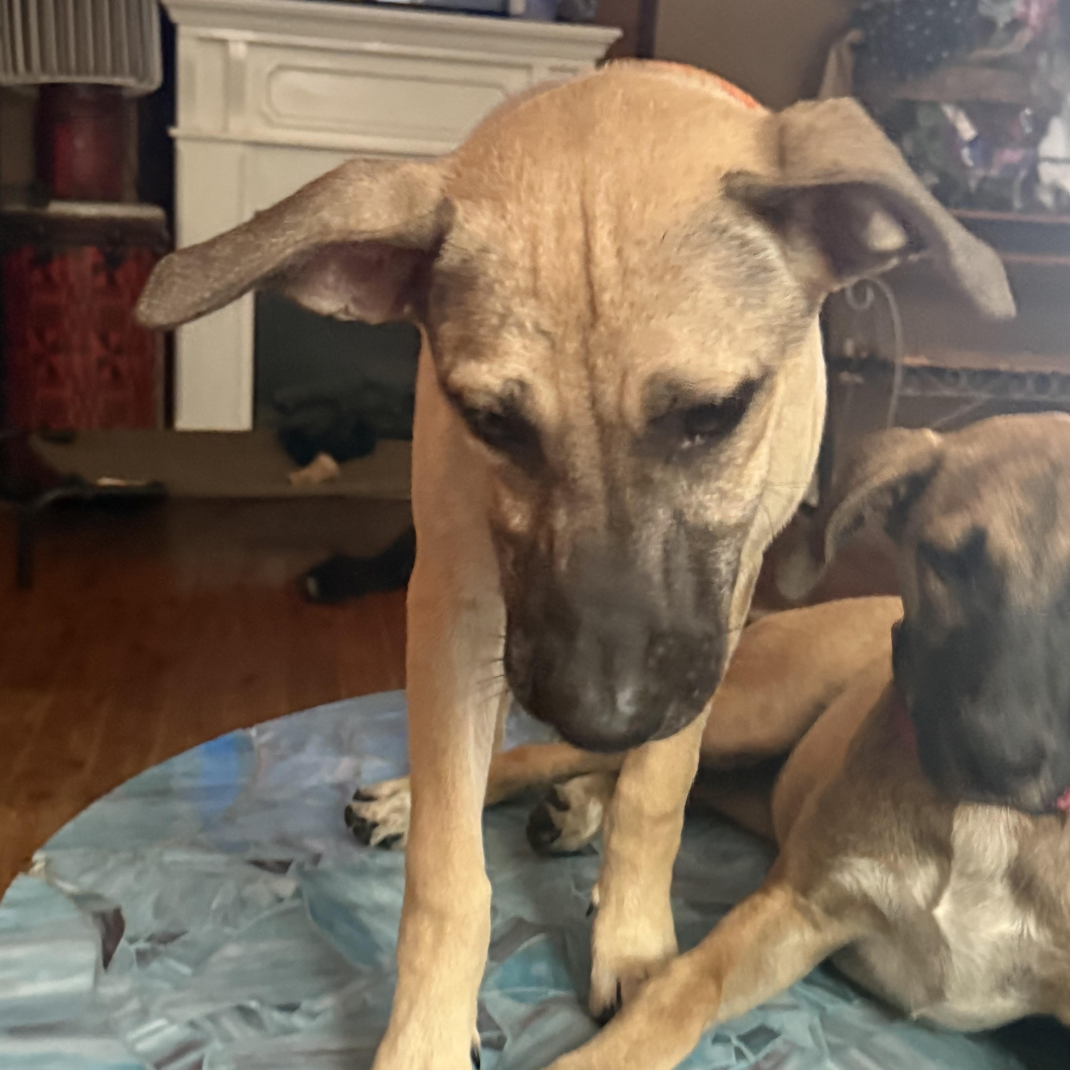 Pipe, ADOPTABLE, Young Female Black Mouth Cur & German Shepherd Dog.