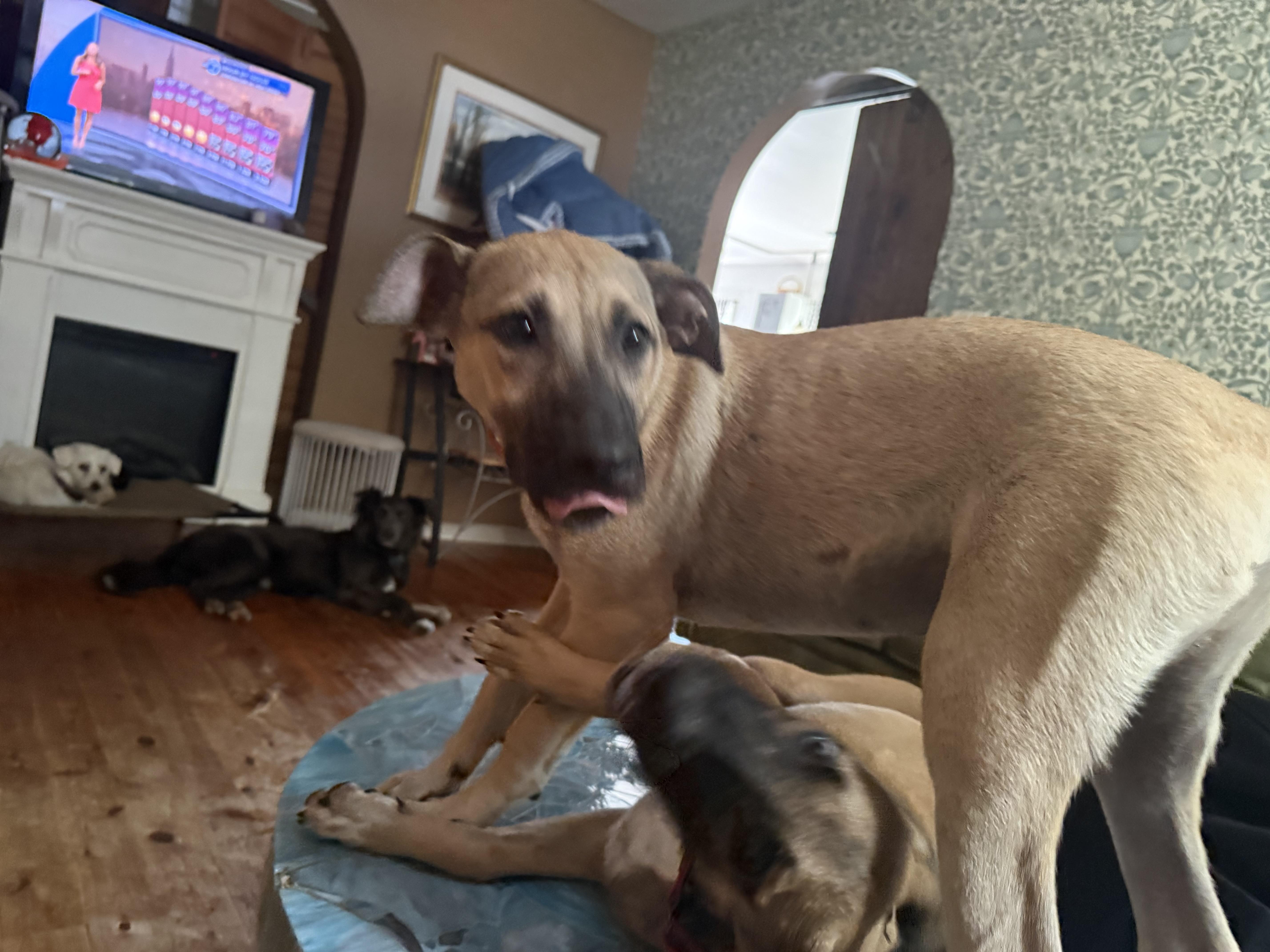 Pipe, a ADOPTABLE mixed breed in Pleasant Valley, NY image 4/4
