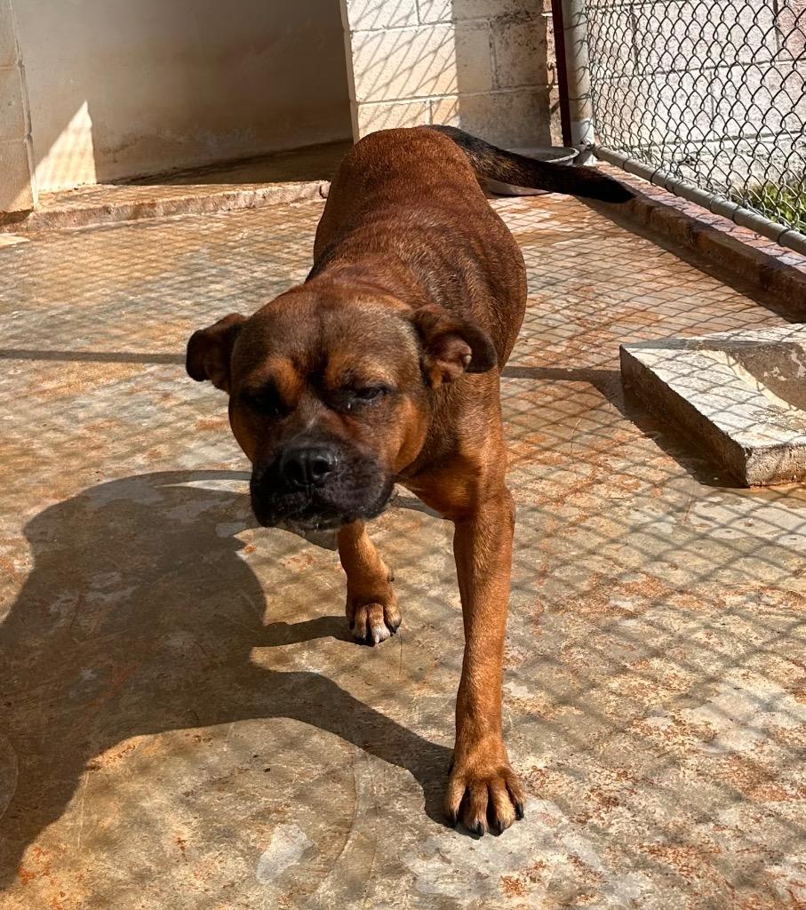 Boonie, Adoptable, Adult Male Affenpinscher.