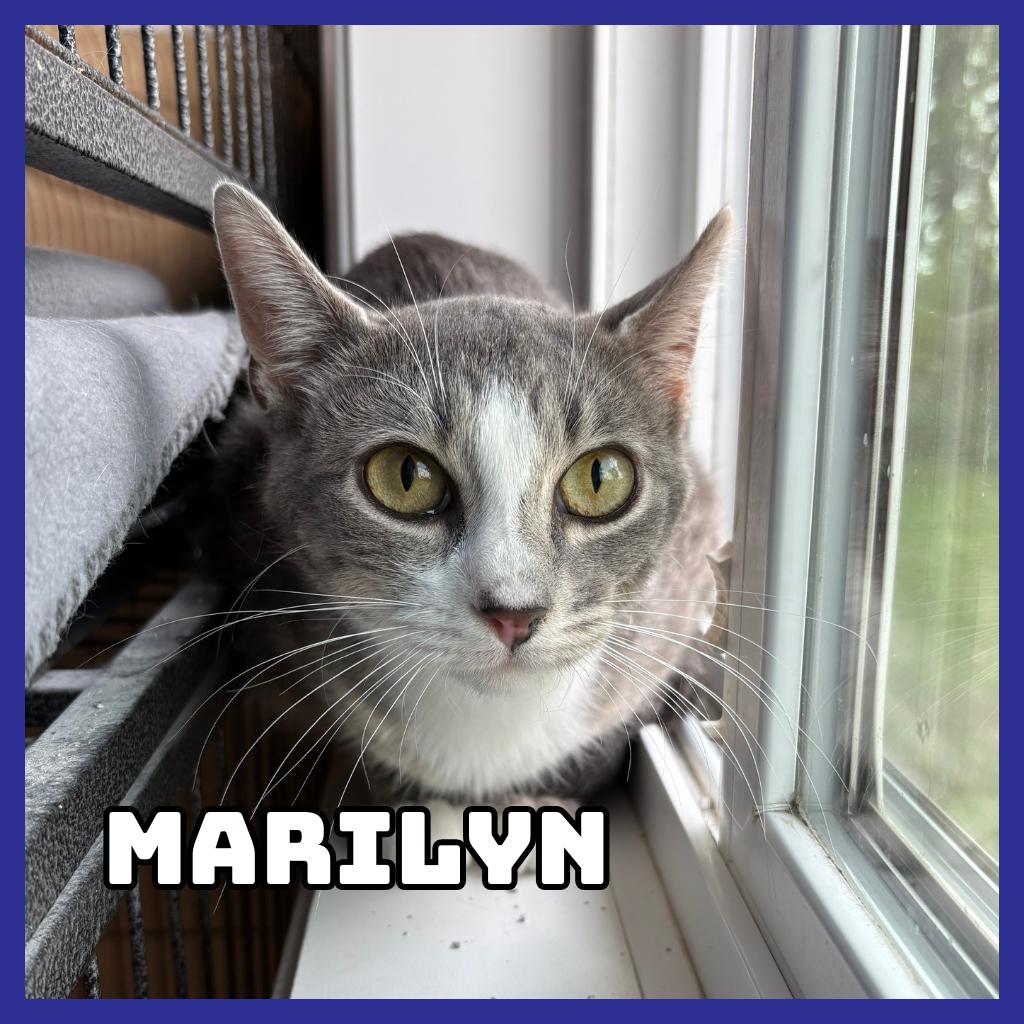 Enlarge Marilyn, a Adoptable Domestic Short Hair in Glenwood, MN image 2/2