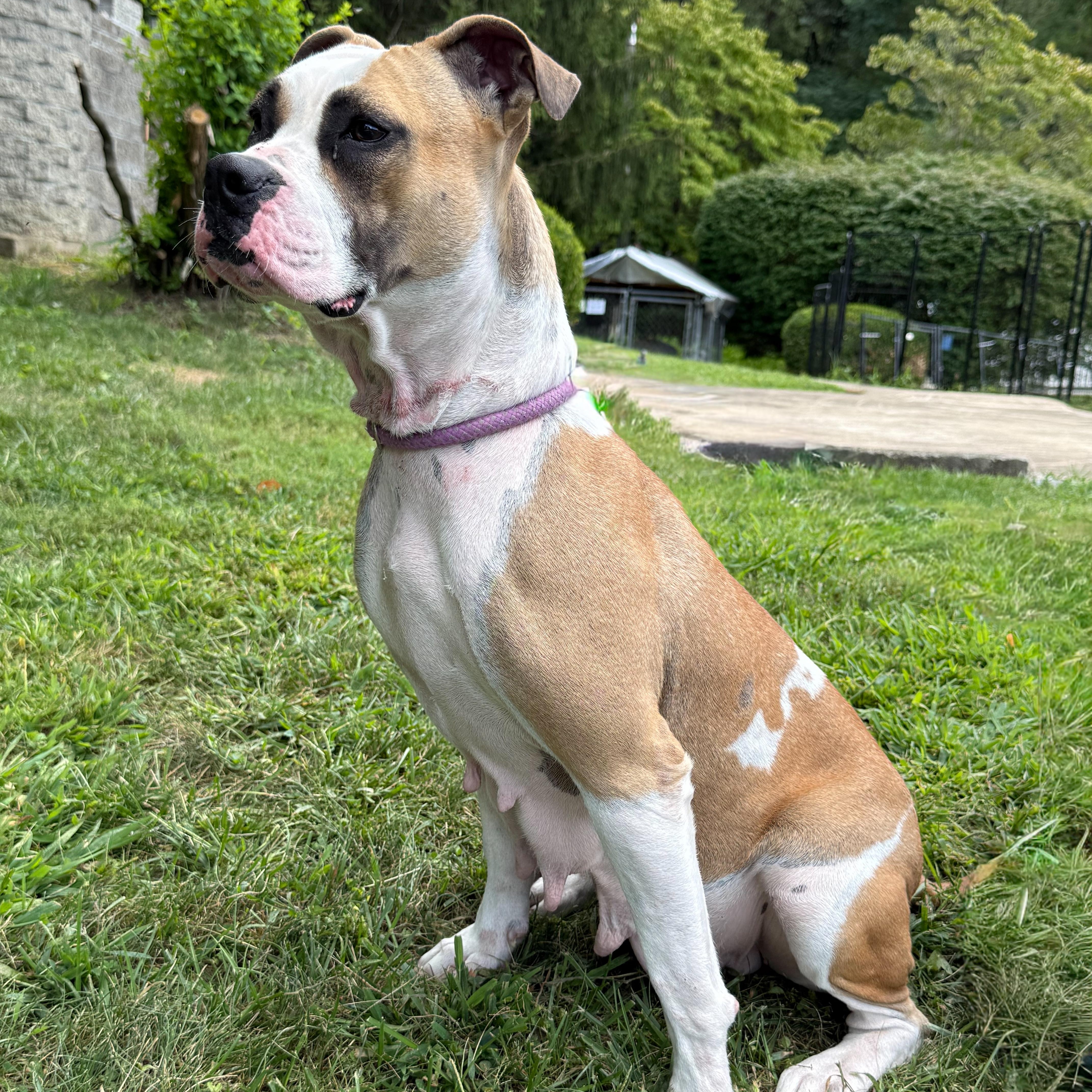 Enlarge Ferrari, a Adoptable mixed breed in Latrobe, PA image 4/4