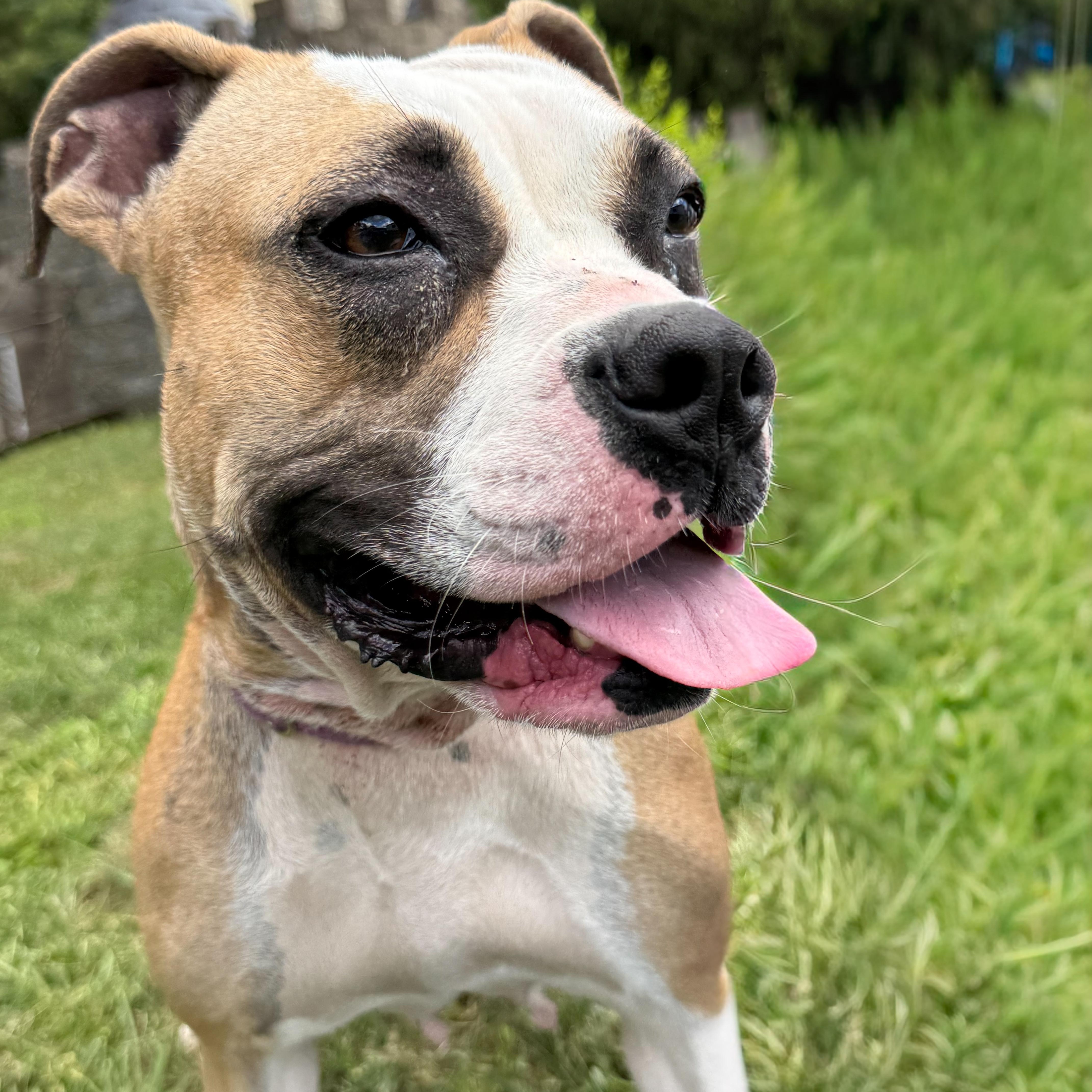 Enlarge Ferrari, a Adoptable mixed breed in Latrobe, PA image 2/4