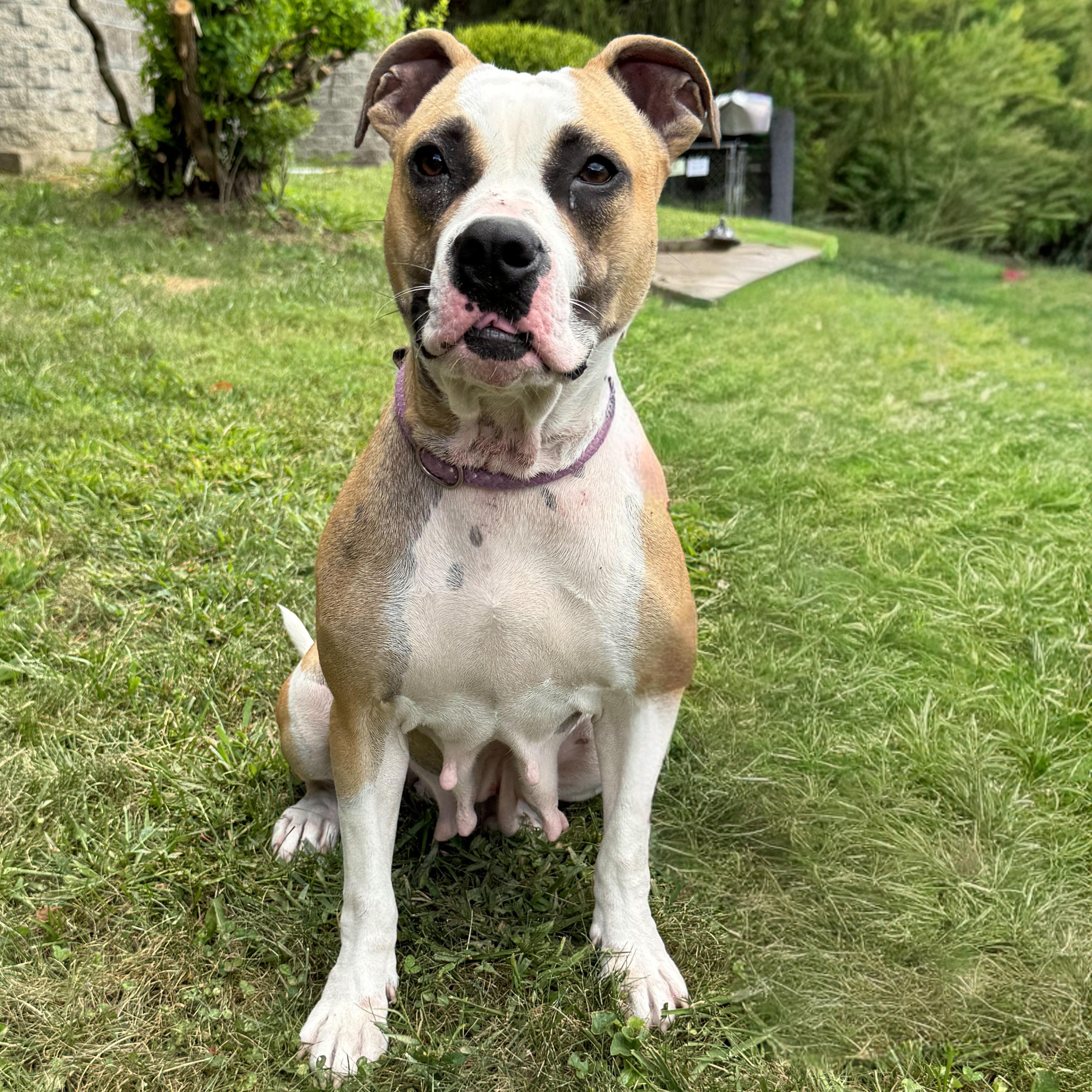 Enlarge Ferrari, a Adoptable mixed breed in Latrobe, PA image 3/4
