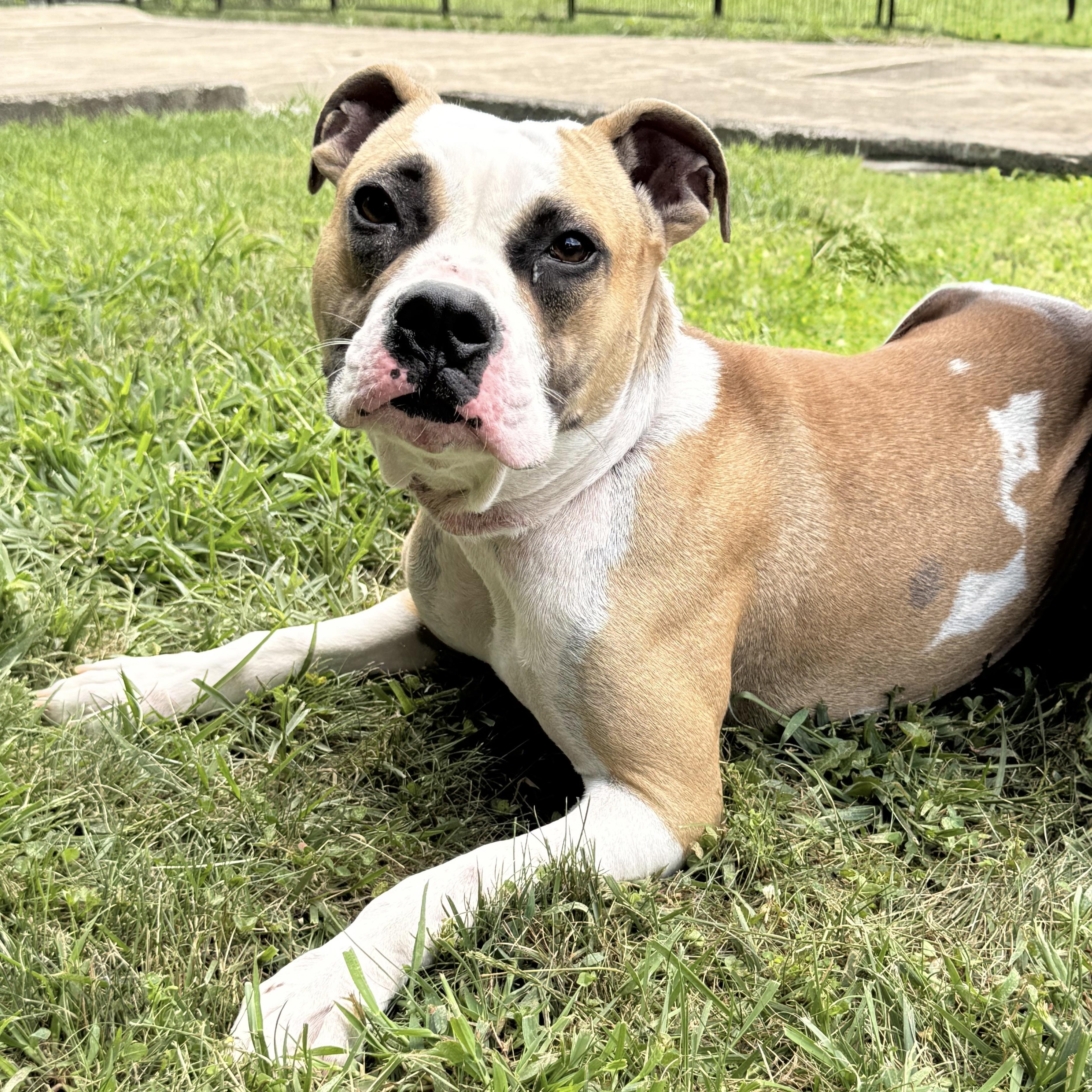 Ferrari, Adoptable, Adult Female Boxer.