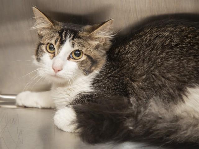 Enlarge BARON, a Adoptable Domestic Short Hair in Phoenix, AZ image 1/1