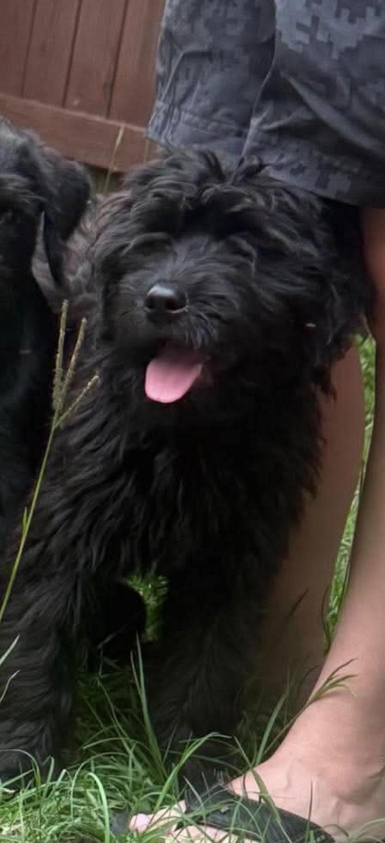 Hannah, a ADOPTABLE mixed breed in Crystal Lake, IL image 1/2