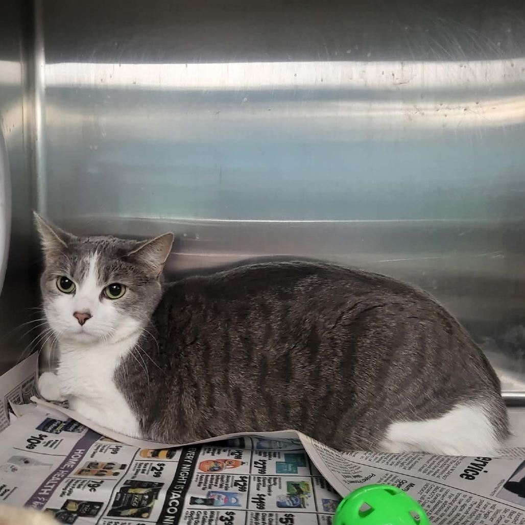 Lylla, a Adoptable Domestic Short Hair in Belleville, IL image 1/2