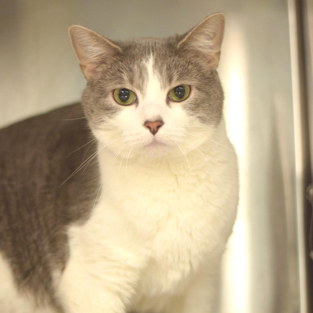 Lylla, a Adoptable Domestic Short Hair in Belleville, IL image 2/2