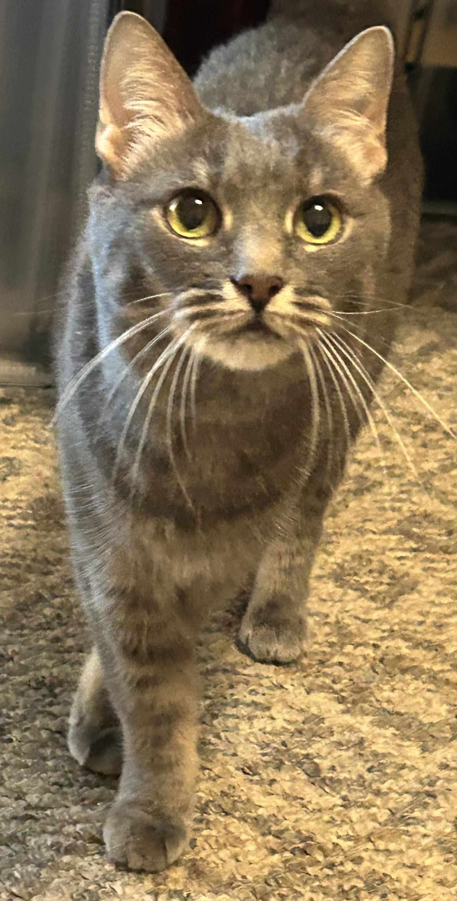 Enlarge Shelley, a Adoptable Domestic Medium Hair in Orlando, FL image 1/3