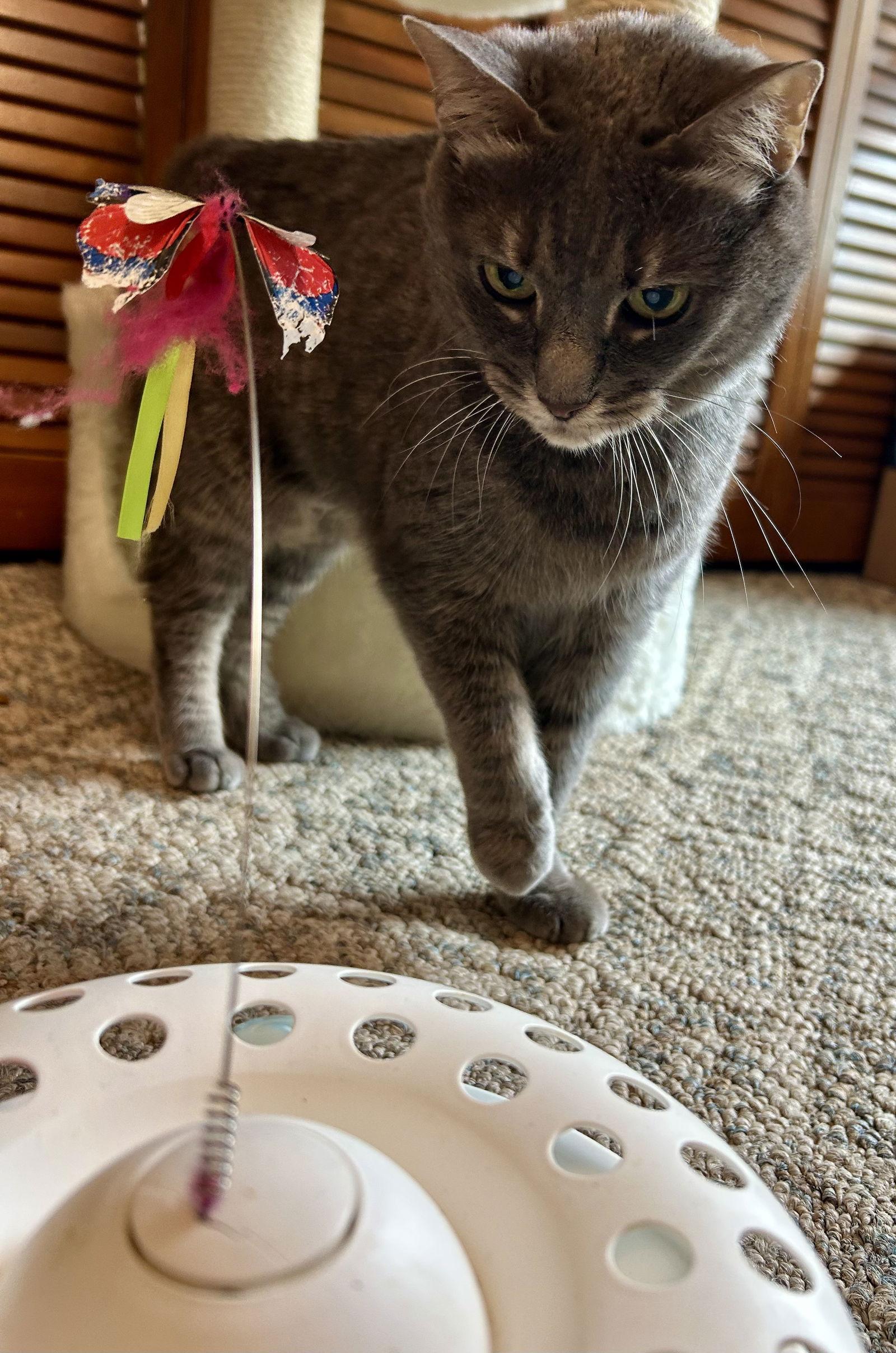 Enlarge Shelley, a Adoptable Domestic Medium Hair in Orlando, FL image 2/3