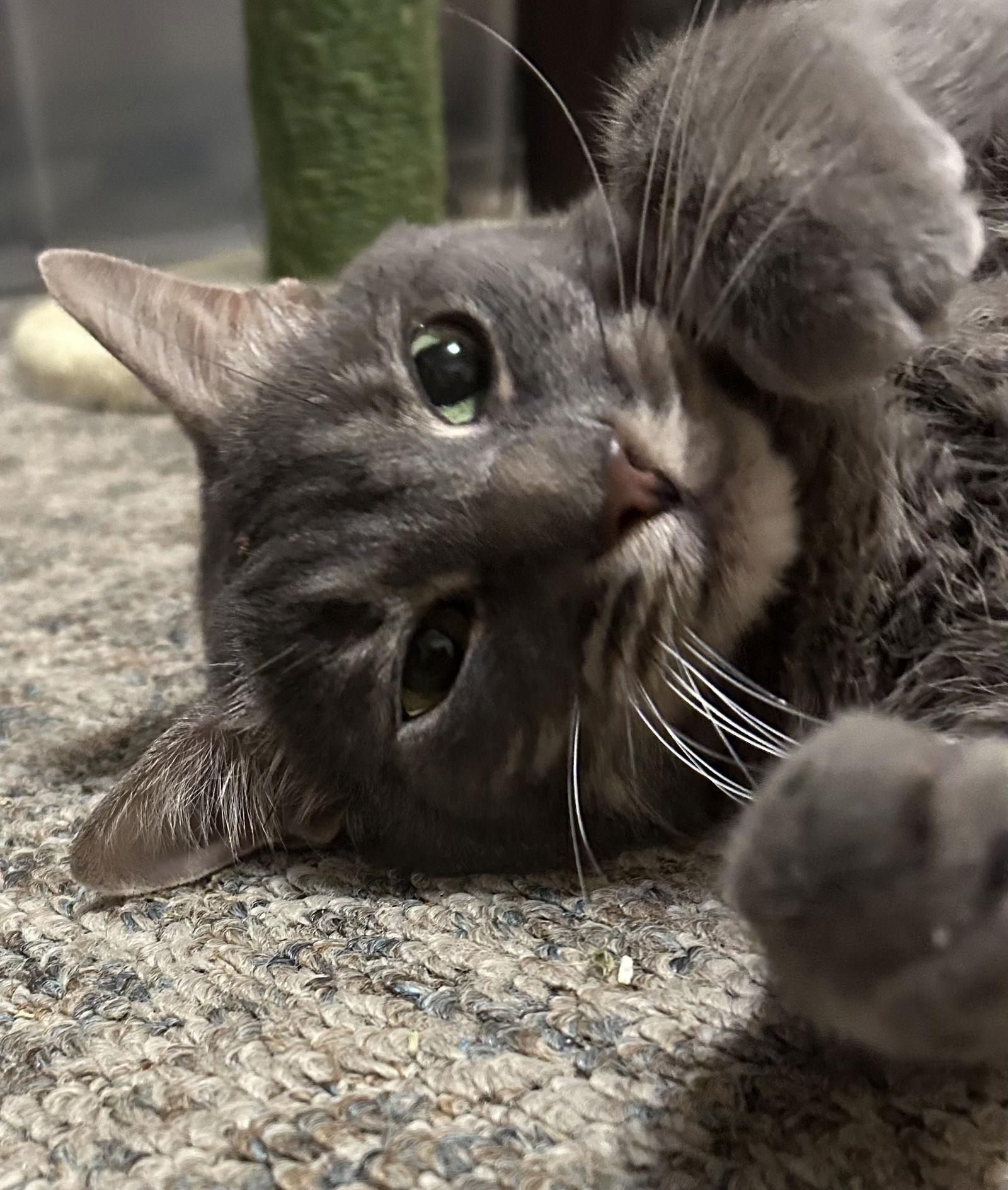 Shelley, Adoptable, Adult Female Domestic Medium Hair.