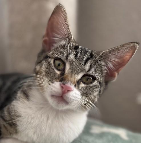 Enlarge BootsBe, a Adoptable mixed breed in Fair Oaks, CA image 1/1