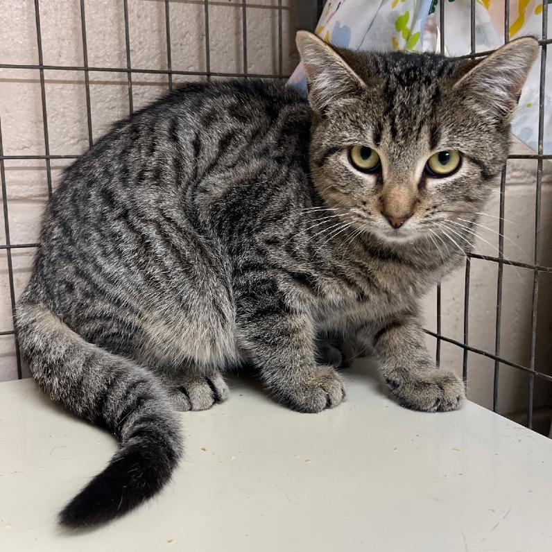 Linger, Adoptable, Young Male Domestic Medium Hair.