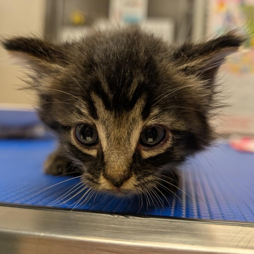 Bunny, Adoptable, Kitten Female Domestic Medium Hair.