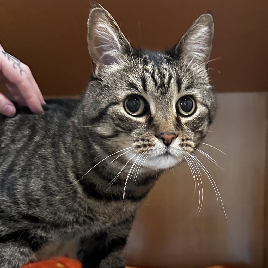 Boi, Adoptable, Adult Male Domestic Short Hair.