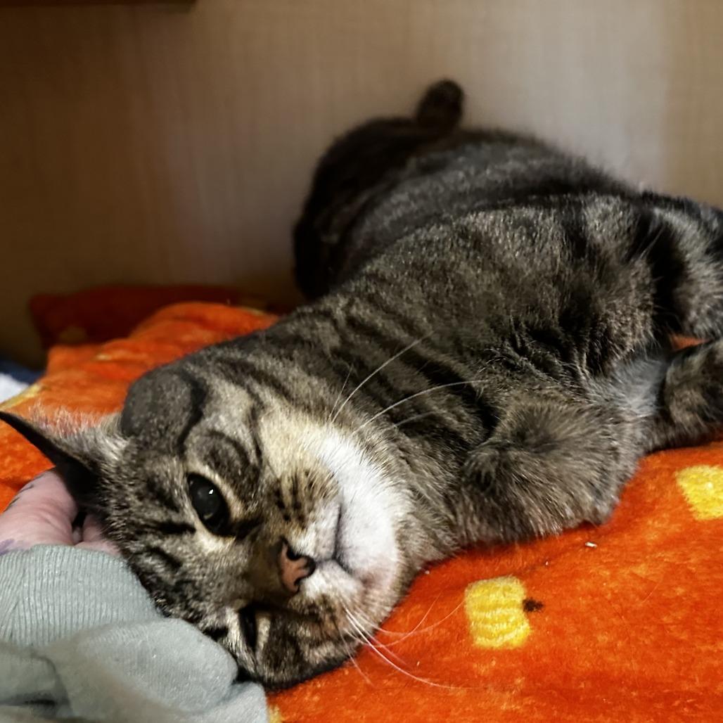 Enlarge Boi, a Adoptable Domestic Short Hair in Washington Township, OH image 2/2