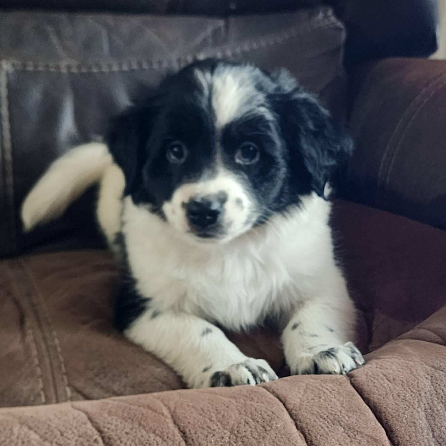 Aspen, Adoptable, Puppy Male Dachshund.