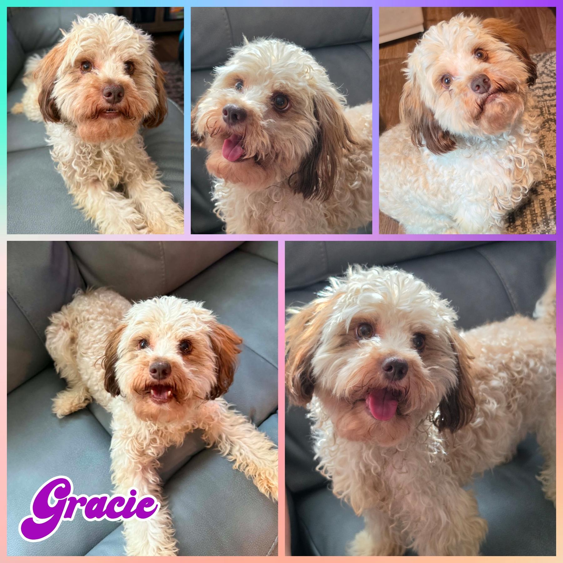 Enlarge Gracie, a ADOPTABLE mixed breed in Blacksburg, SC image 1/2