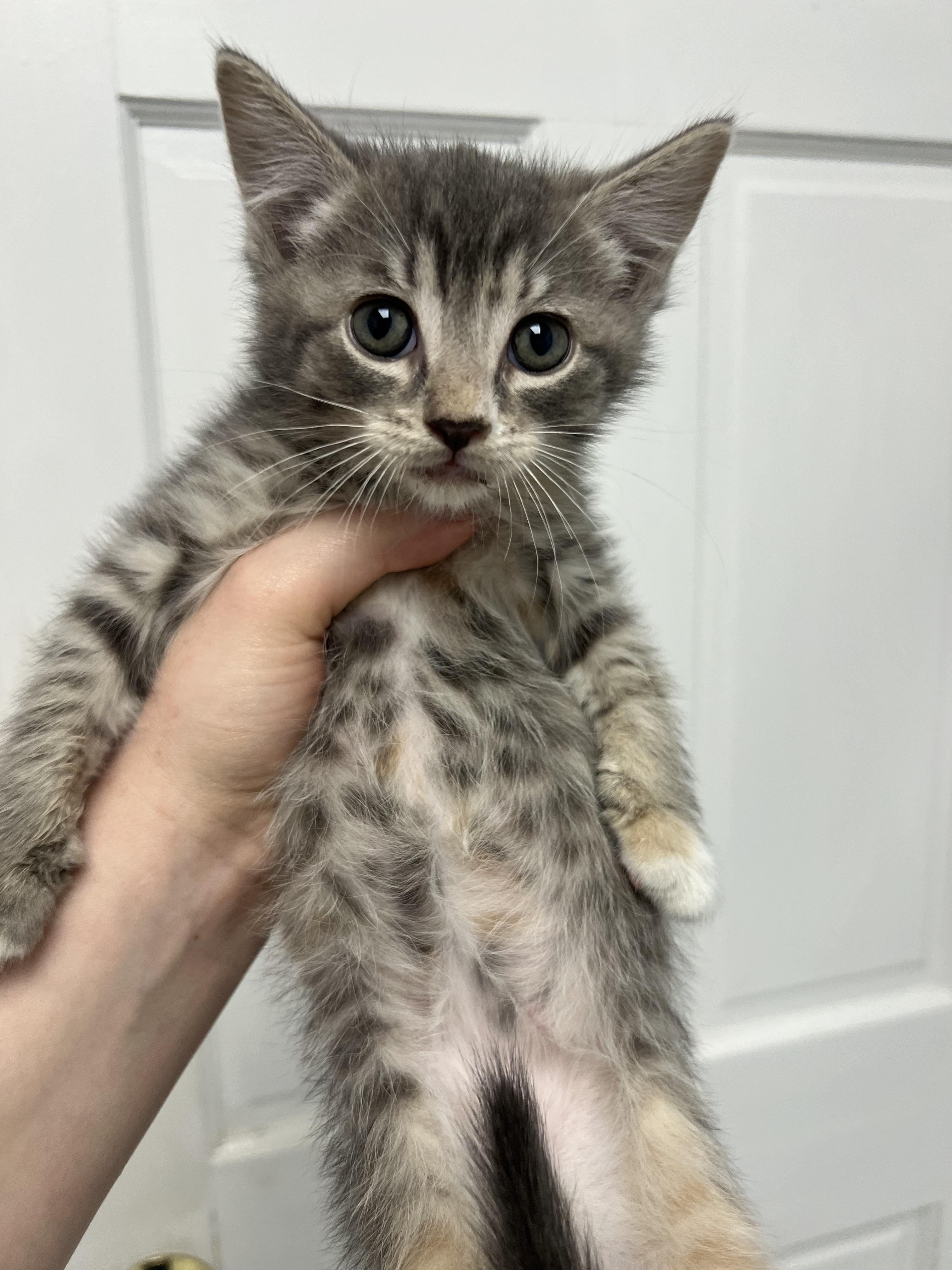 Berry, Adoptable, Young Female Domestic Short Hair.