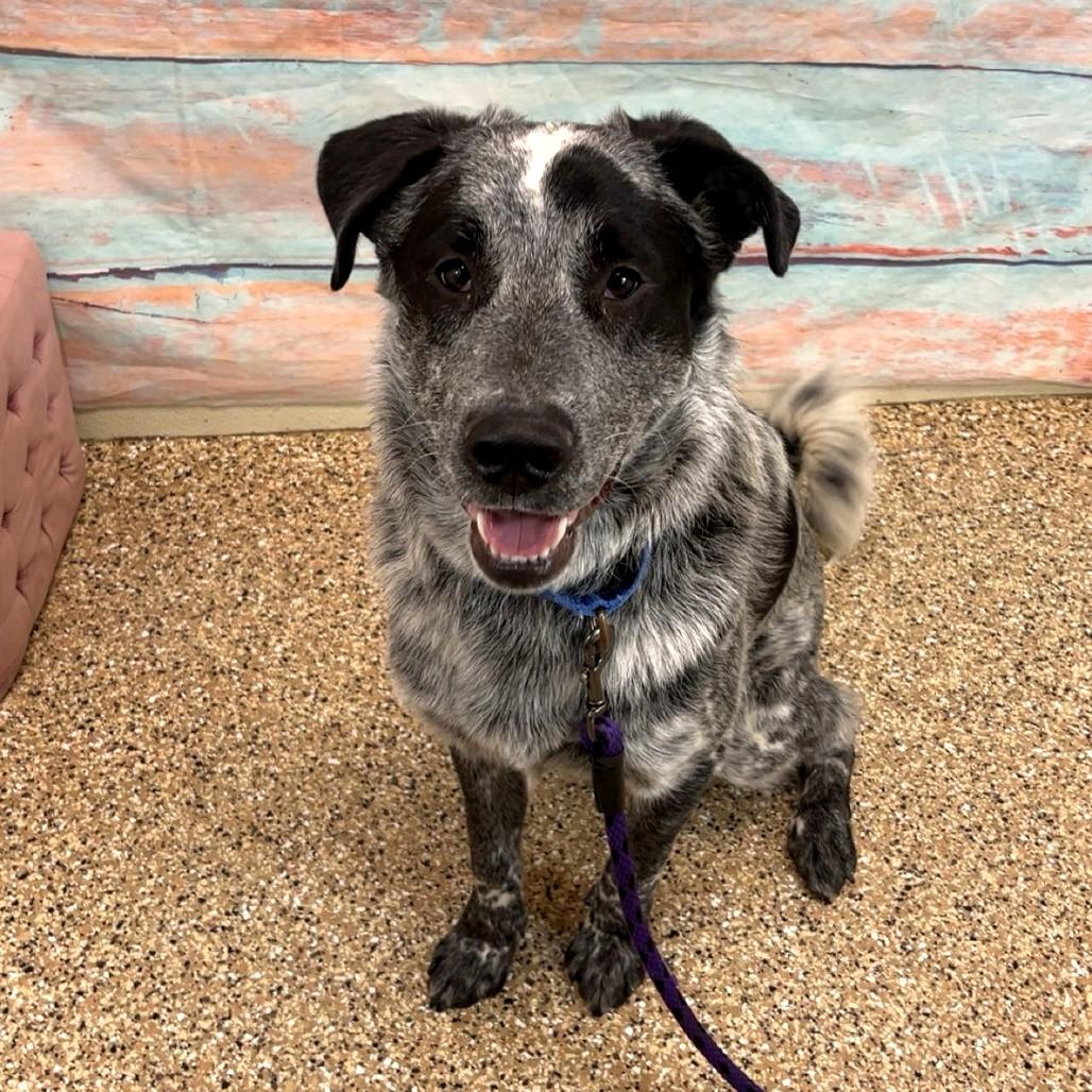 Mowgli, Adoptable, Young Male Mixed Breed.