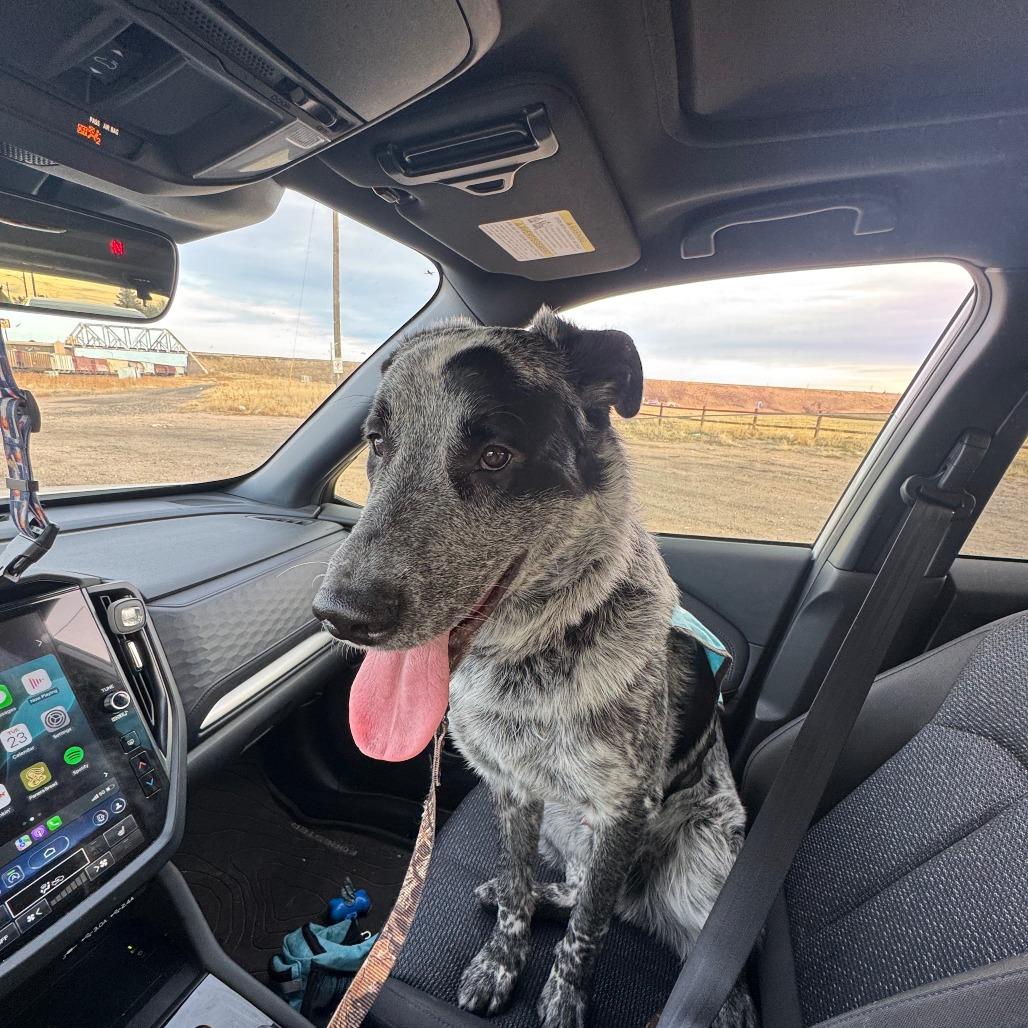 Mowgli, a Adoptable Mixed Breed in Cheyenne, WY image 2/5