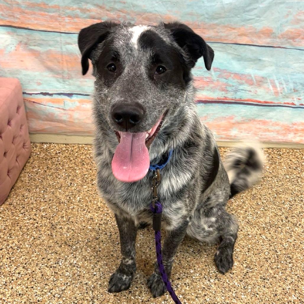 Mowgli, a Adoptable Mixed Breed in Cheyenne, WY image 3/5